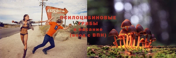 прущие грибы Гусев